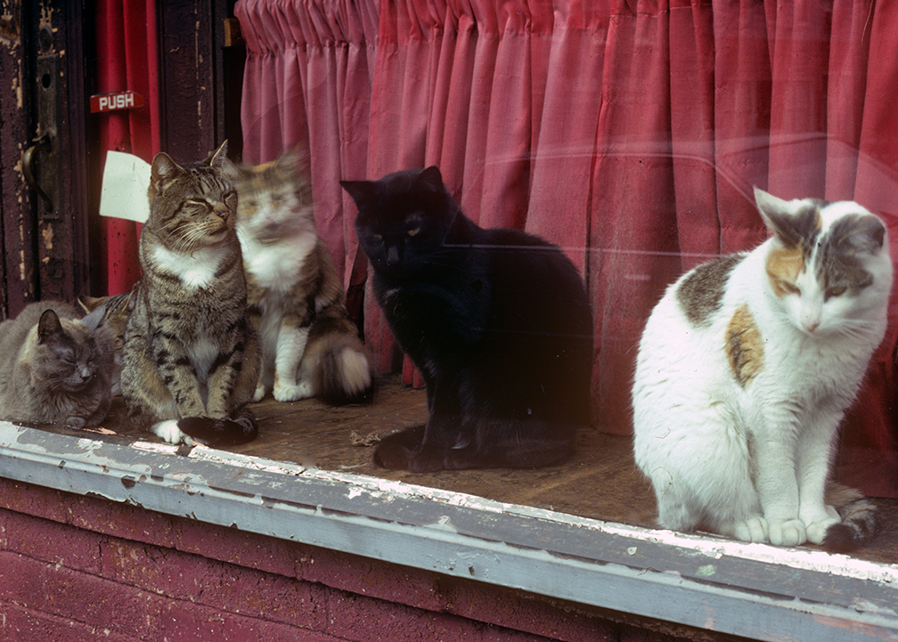 Wnm Cats